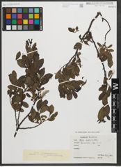 Foto von Salix myrsinites L.